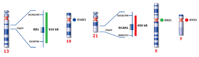 各染色体のプローブ結合部位